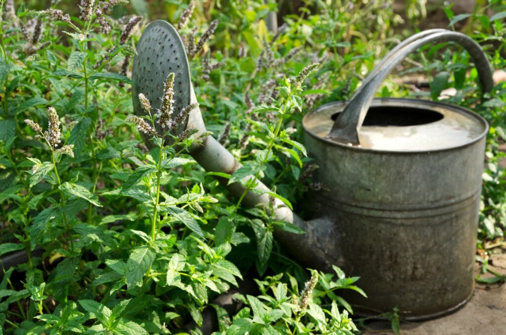 Watering can surrounded by green mint