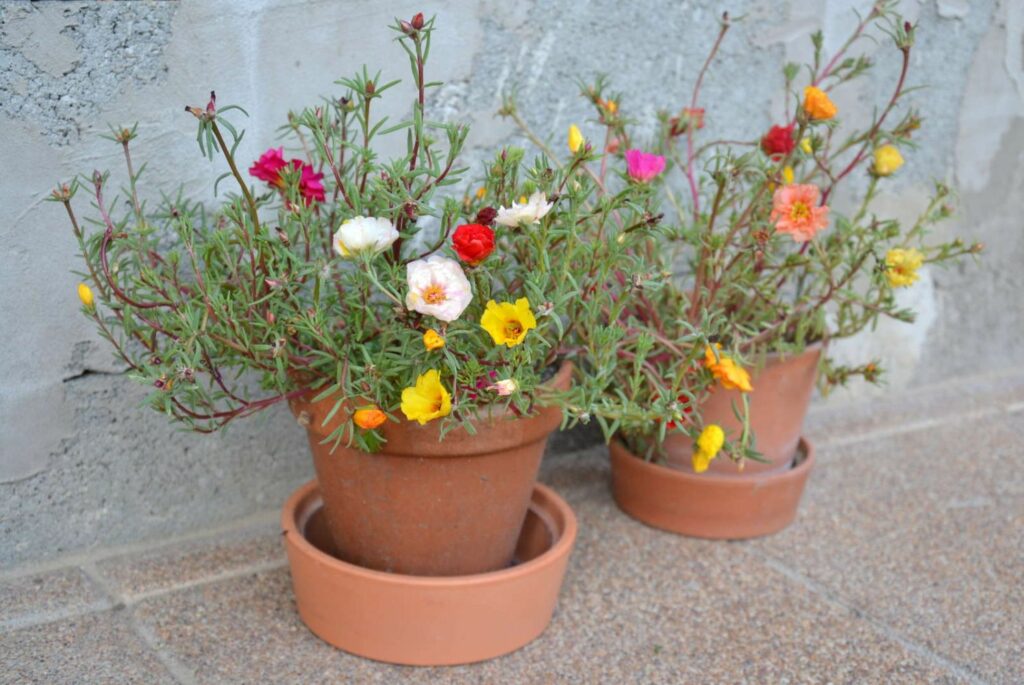 two potted moss roses
