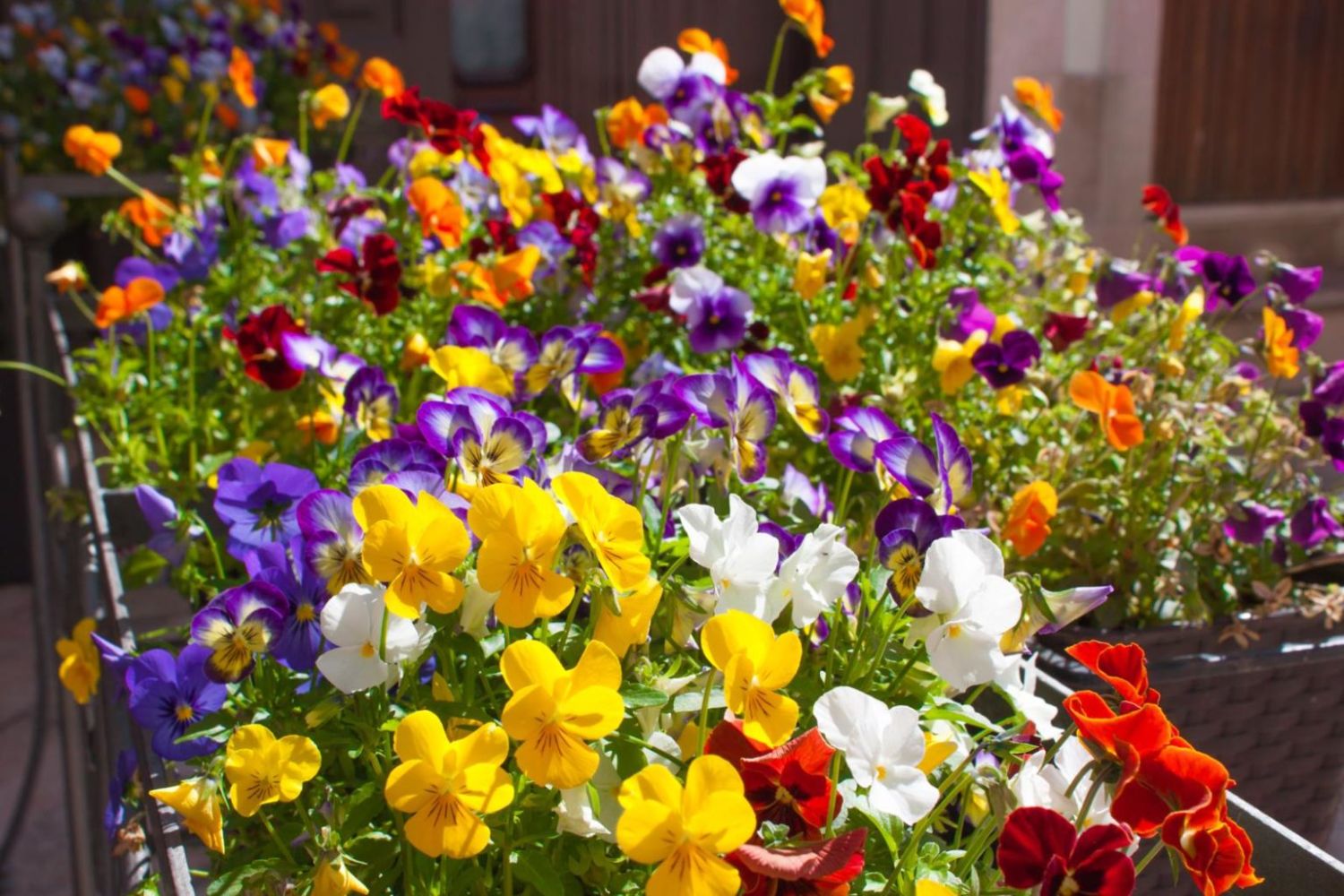 An array of colourful pansies