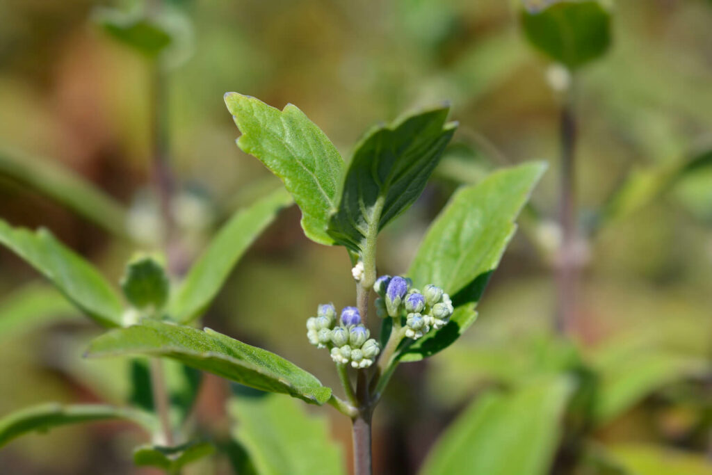 Young blossoms of the Caryopteris