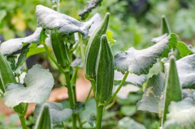 Okra: growing the trendy vegetable in your own garden