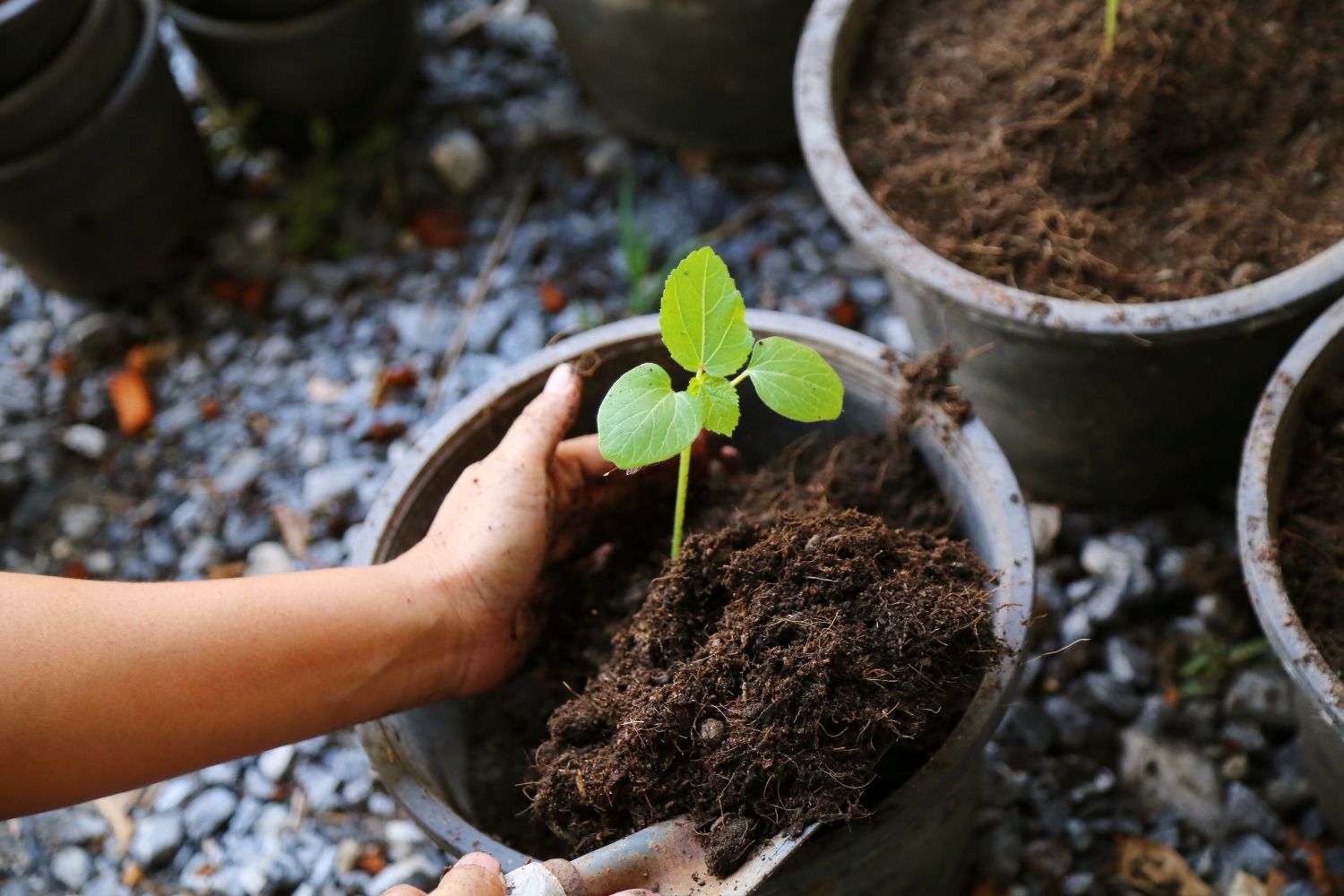 Growing okra in your own garden - Plantura