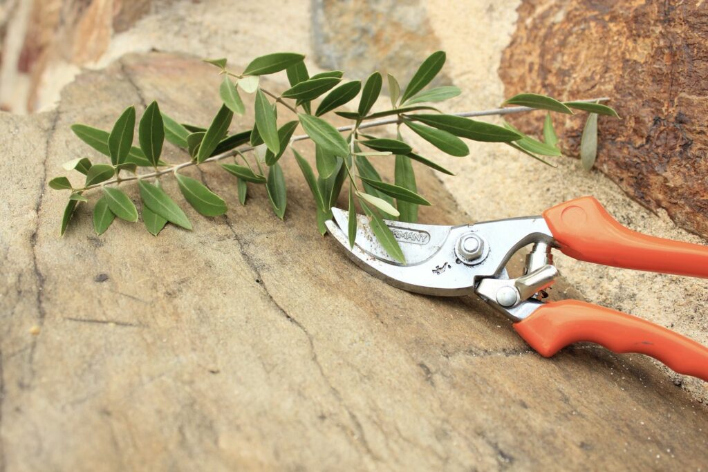 Olive branch and pruning shears