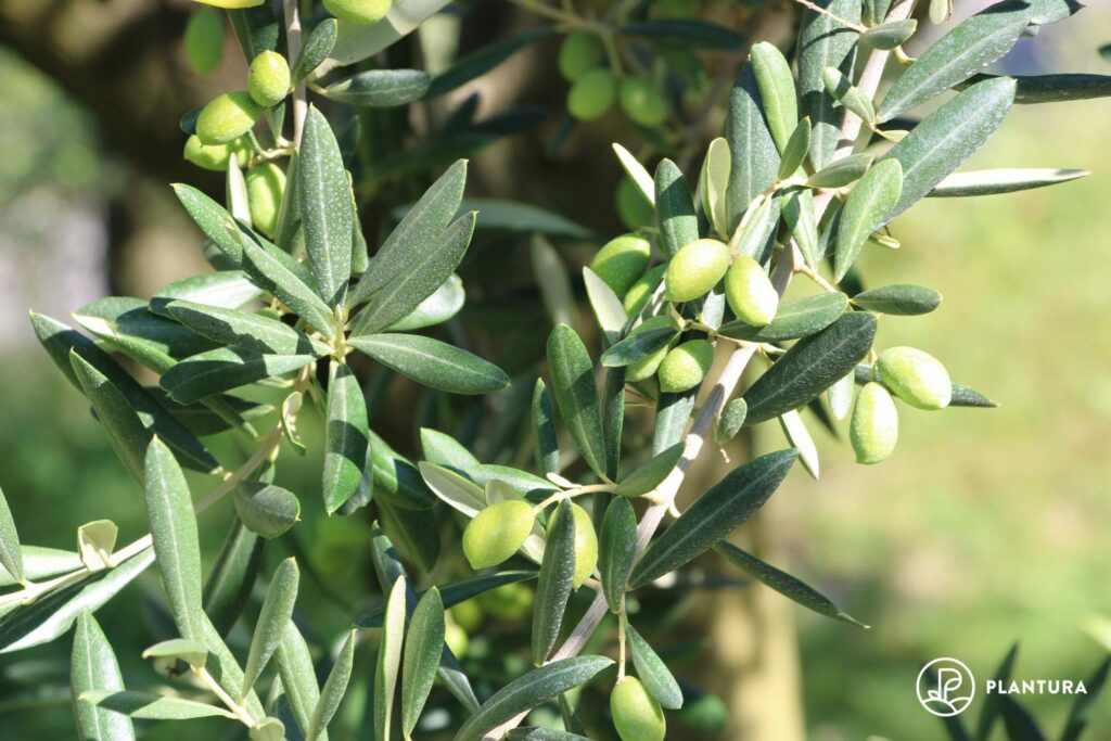 An olive tree bearing fruit