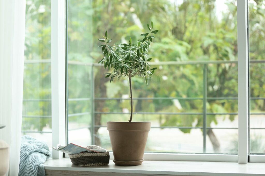 A potted olive tree indoors