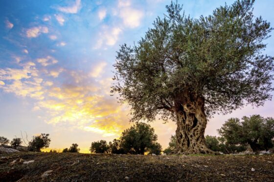 Olive tree: all about planting, care & overwintering