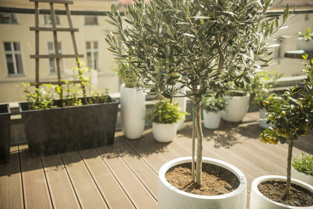 A potted olive tree outside