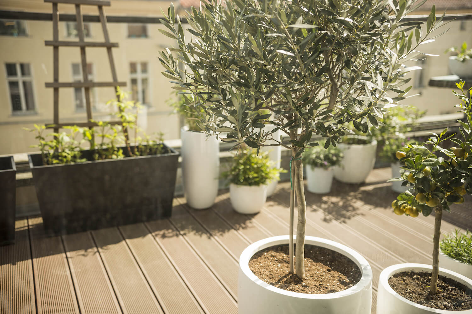Repotting olive trees: when & how? - Plantura