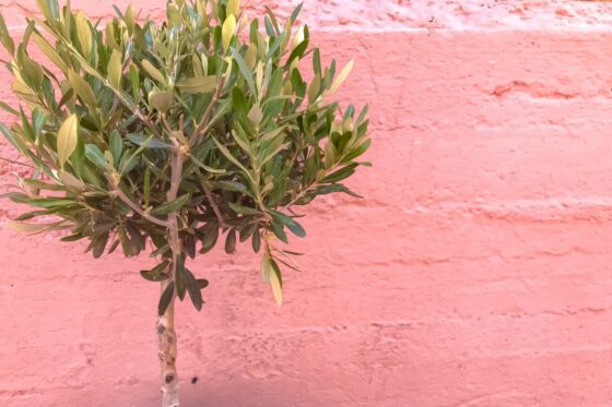 Pruning olive trees: when & how