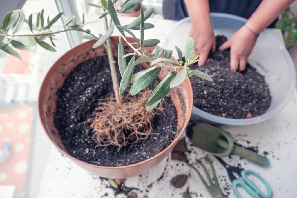 Potting soil and olive tree
