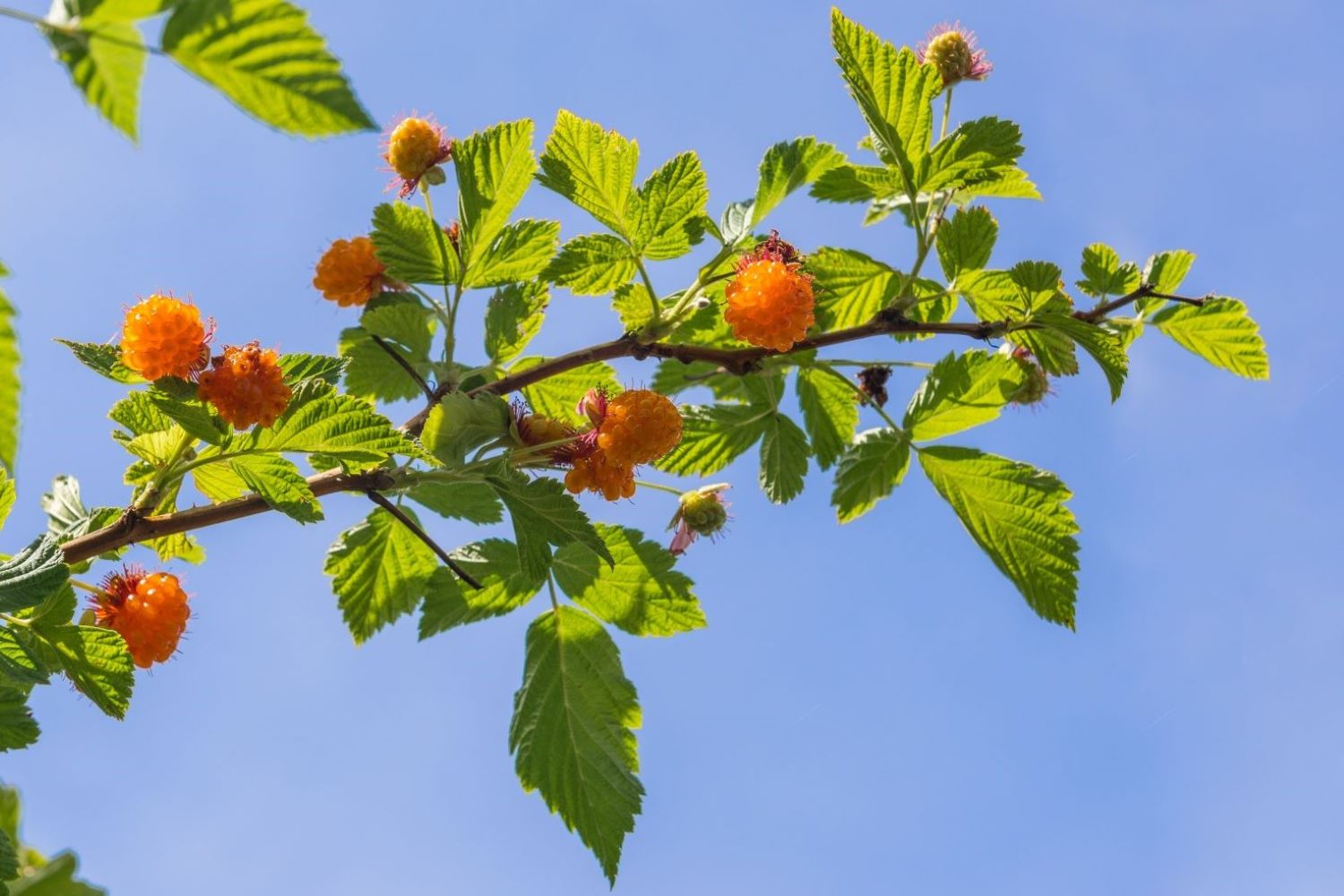 Salmonberry Everything about the berry Plantura
