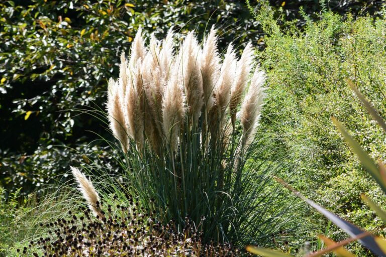 Planting pampas grass expert tips Plantura