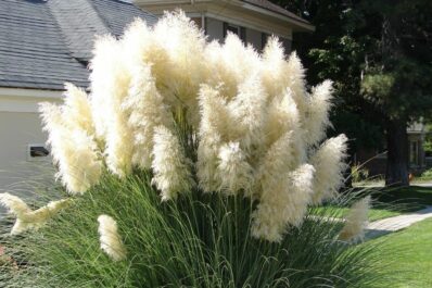 Pampas grass: all about planting, care & pruning