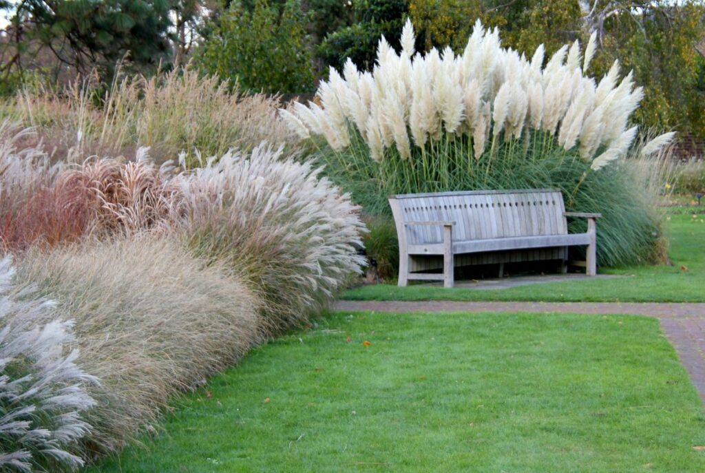 Pampas grass in the park