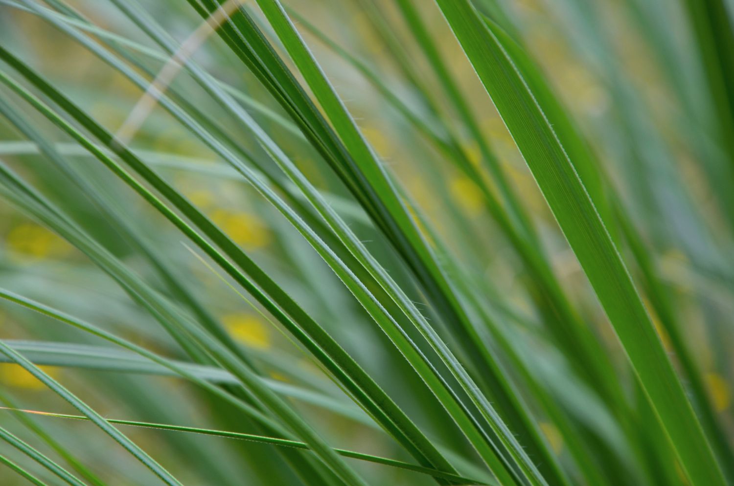 Pruning Pampas Grass When And How Plantura