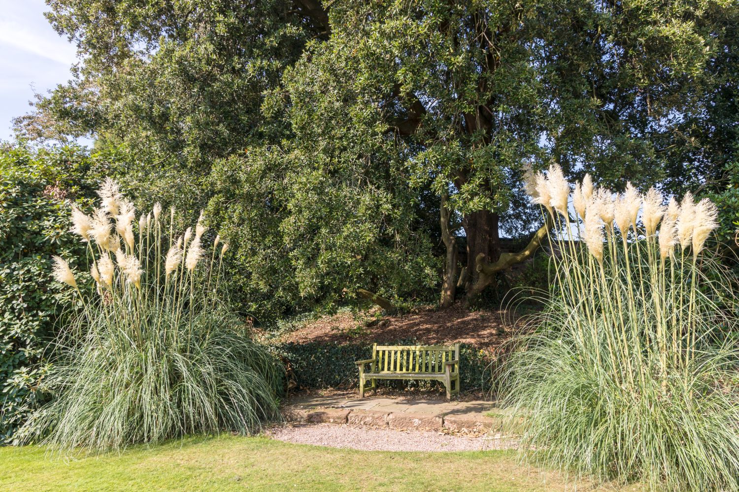 Pampas grass varieties, care & propagation Plantura