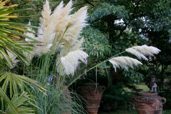 Planting pampas grass in beds & pots