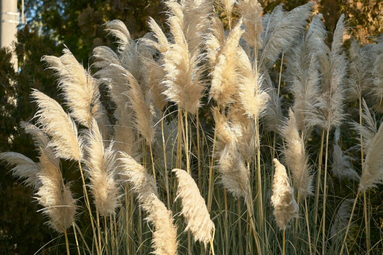 Pampas grass: varieties, care & propagation - Plantura