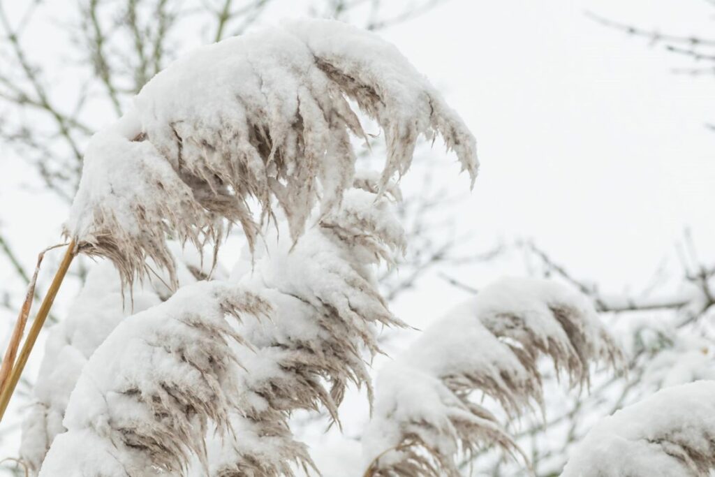 Pampas grass in the snow