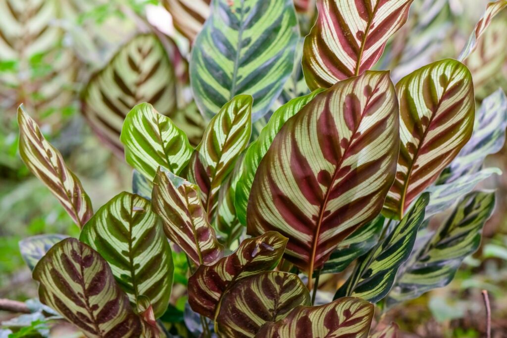 Underside of peacock plant leaves