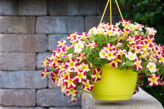 Petunia care: expert tips on watering, pruning & more
