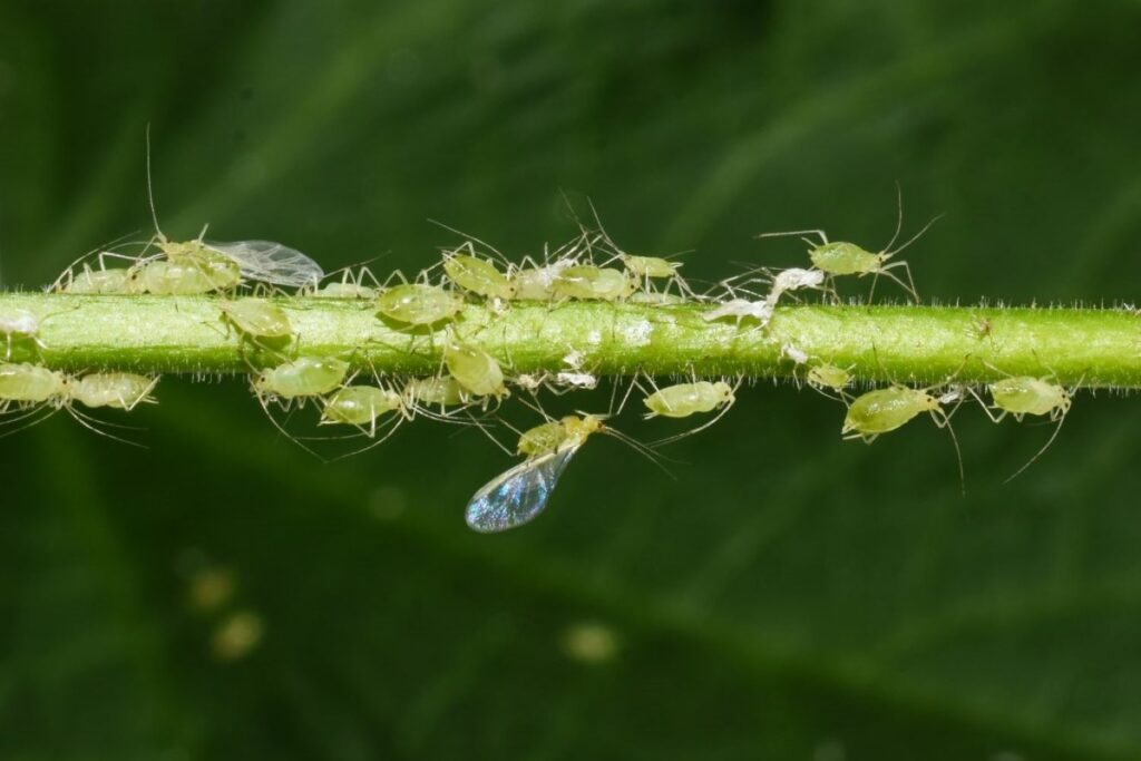 Aphids on a green stem