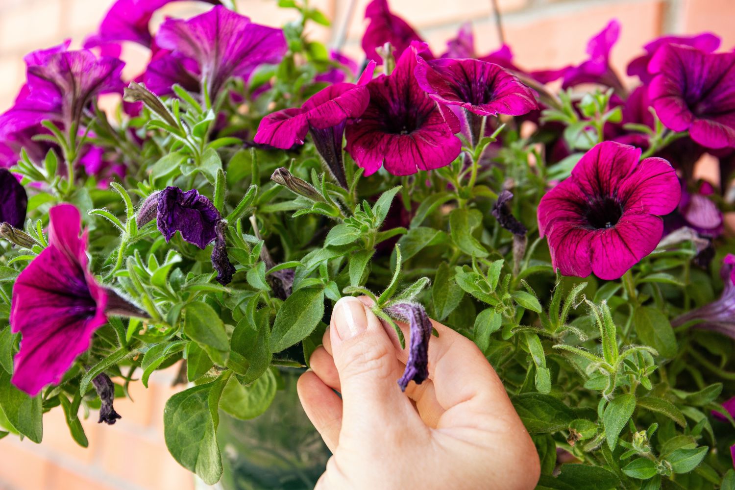 Petunia care tips watering, pruning & more Plantura