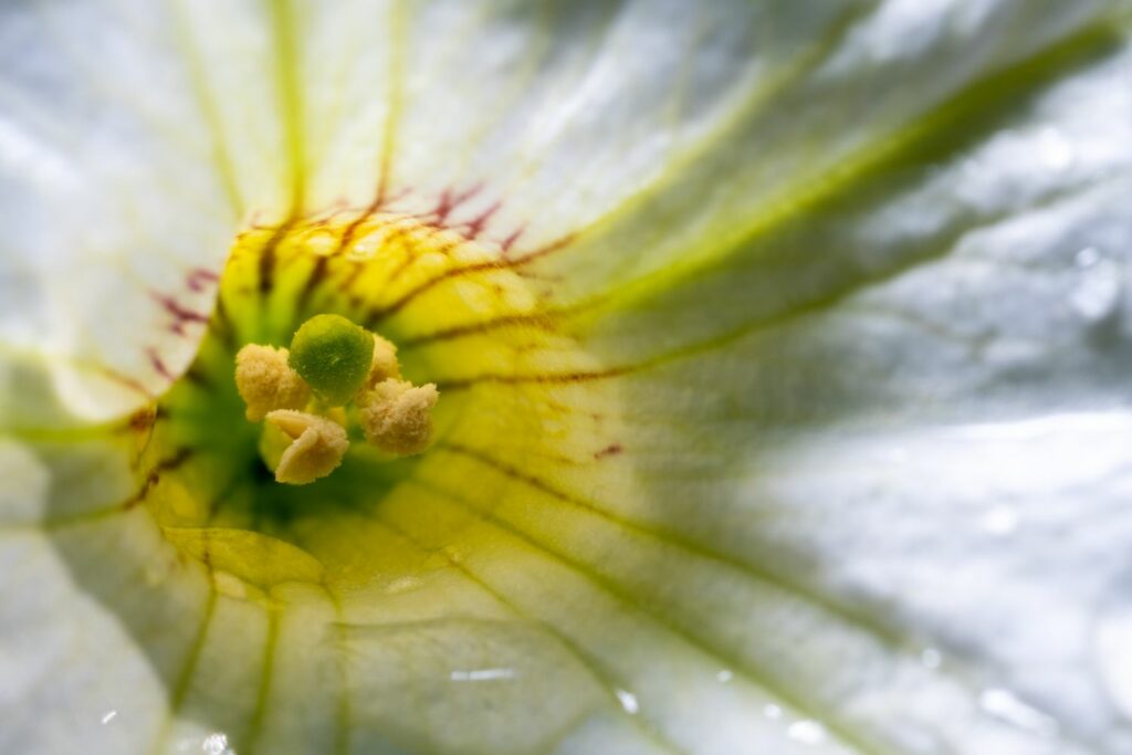 Inside a petunia flower