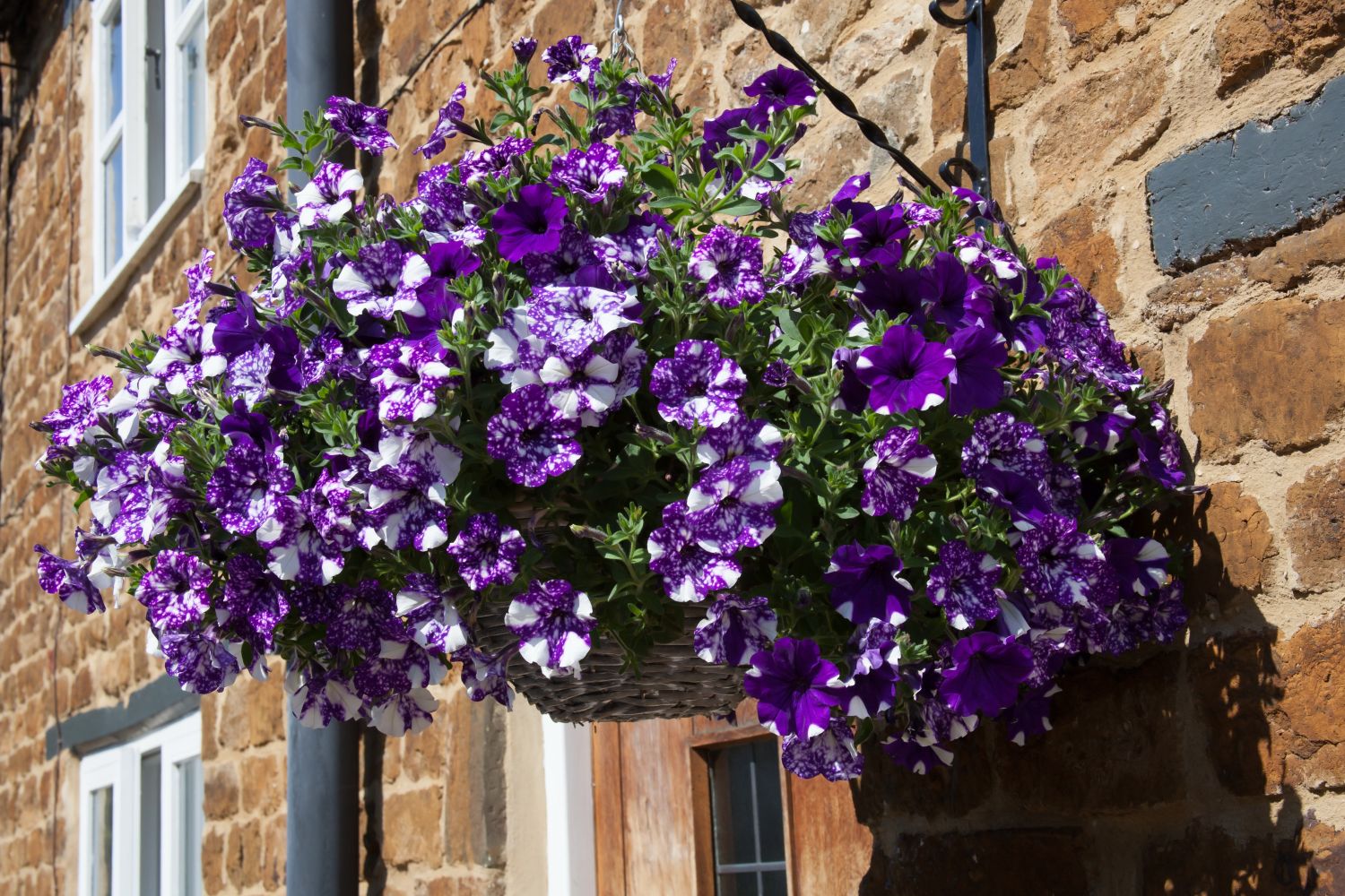 Petunias varieties, planting & care Plantura