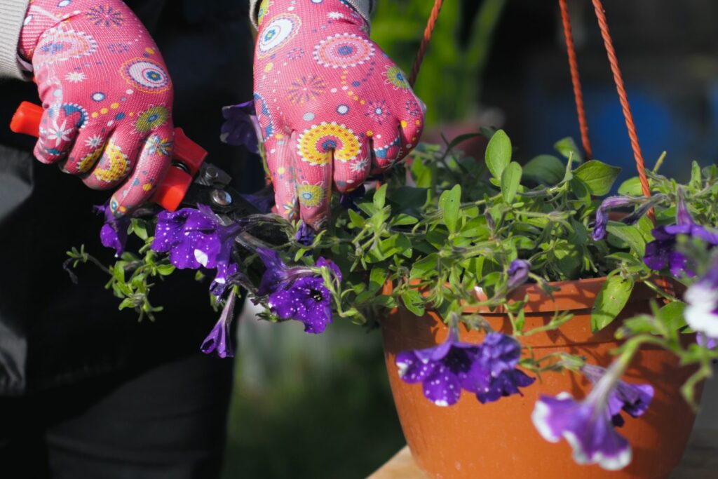 Person pruning out wilted petunias