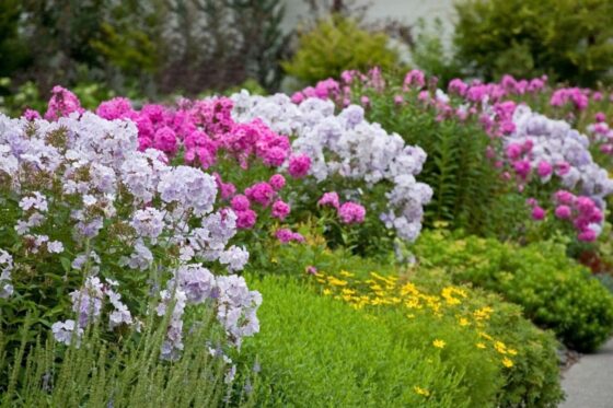 Pruning phlox: when & how?