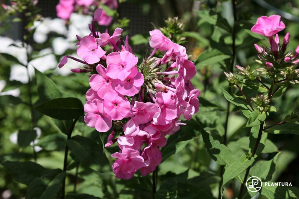 Phlox inflorescence with pink flowers