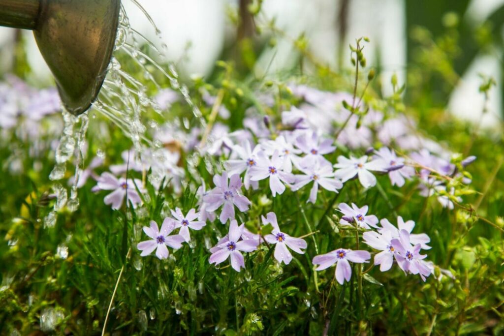 Watering phlox with purple flowers