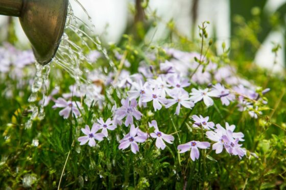 Phlox care: tips for watering, cutting and fertilising