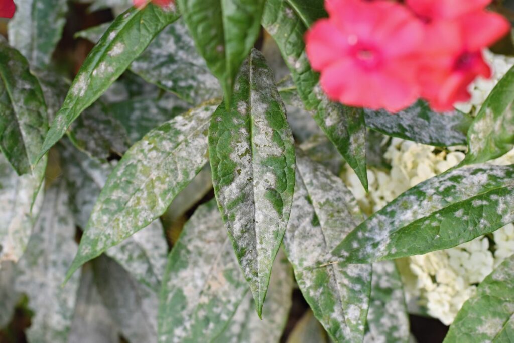 Phlox leaves covered with mildew