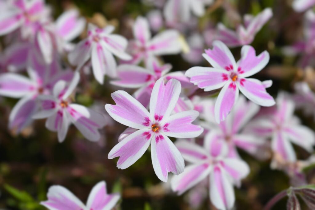 Pink and white stripes phlox blossoms
