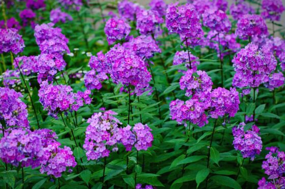 Propagating phlox by seeds, cuttings & more