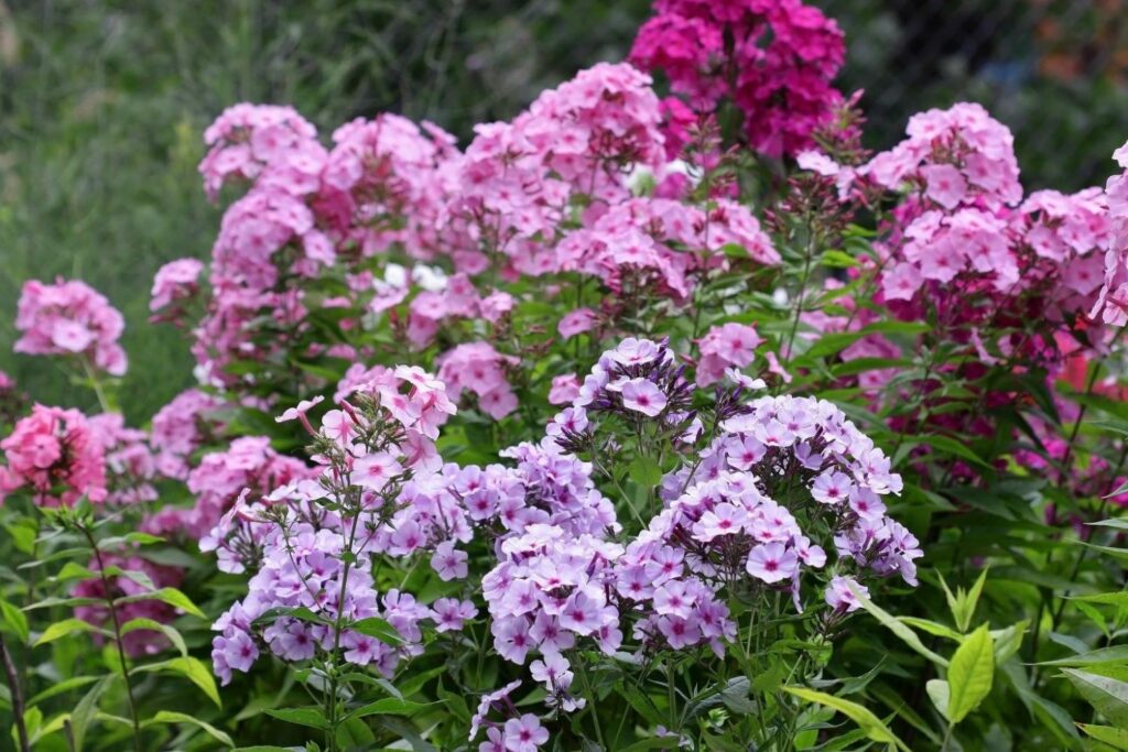 Variety of phlox flower colours