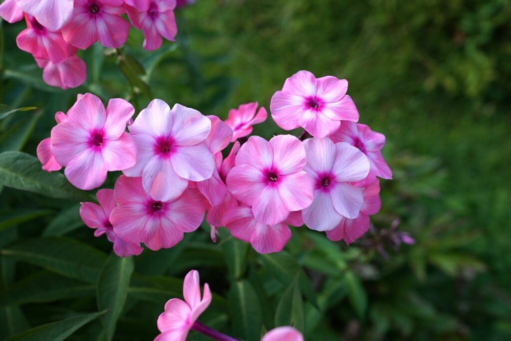 Pink 'Bright Eyes' phlox flowers