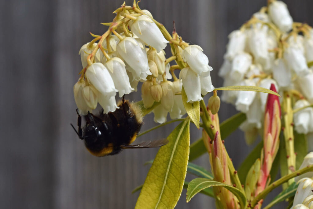 Bee visiting a pieris flower