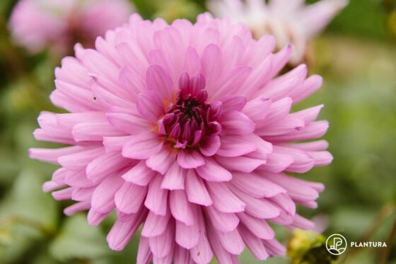 Dahlias: expert tips on cultivation & care