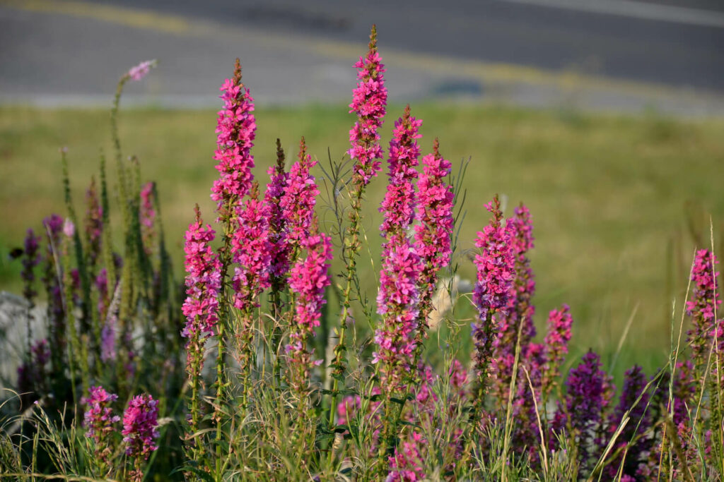 Pink flowers of the purple loosestrife