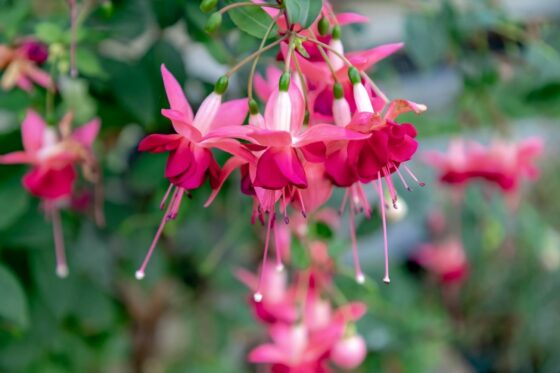 Types of fuchsias: the 50 most beautiful & colourful varieties