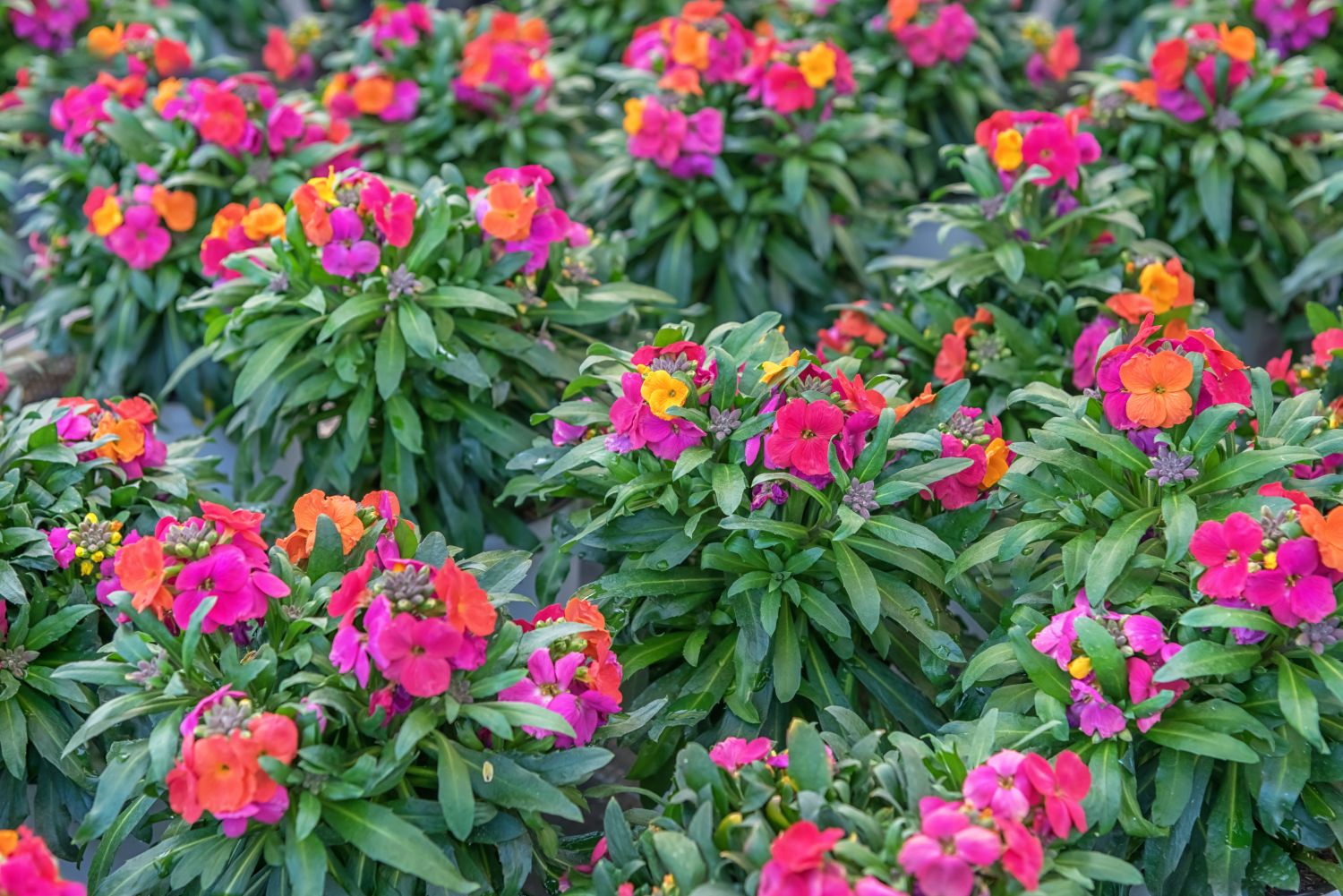 Wallflowers planting, pruning & winter care Plantura