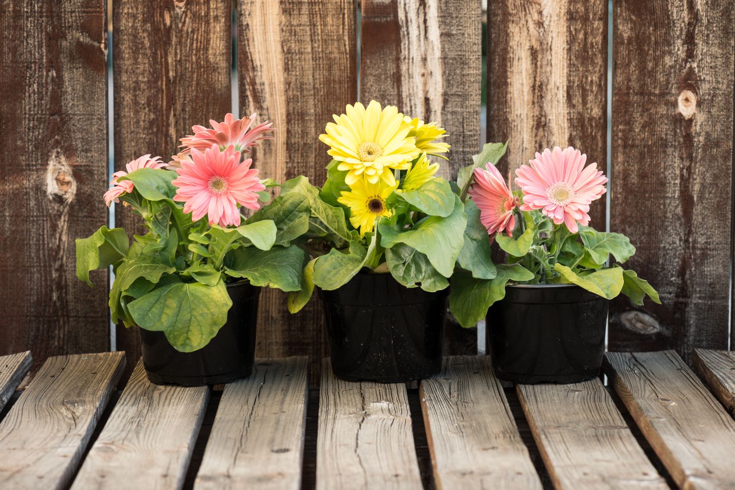 Gerbera growing in pots & garden beds Plantura