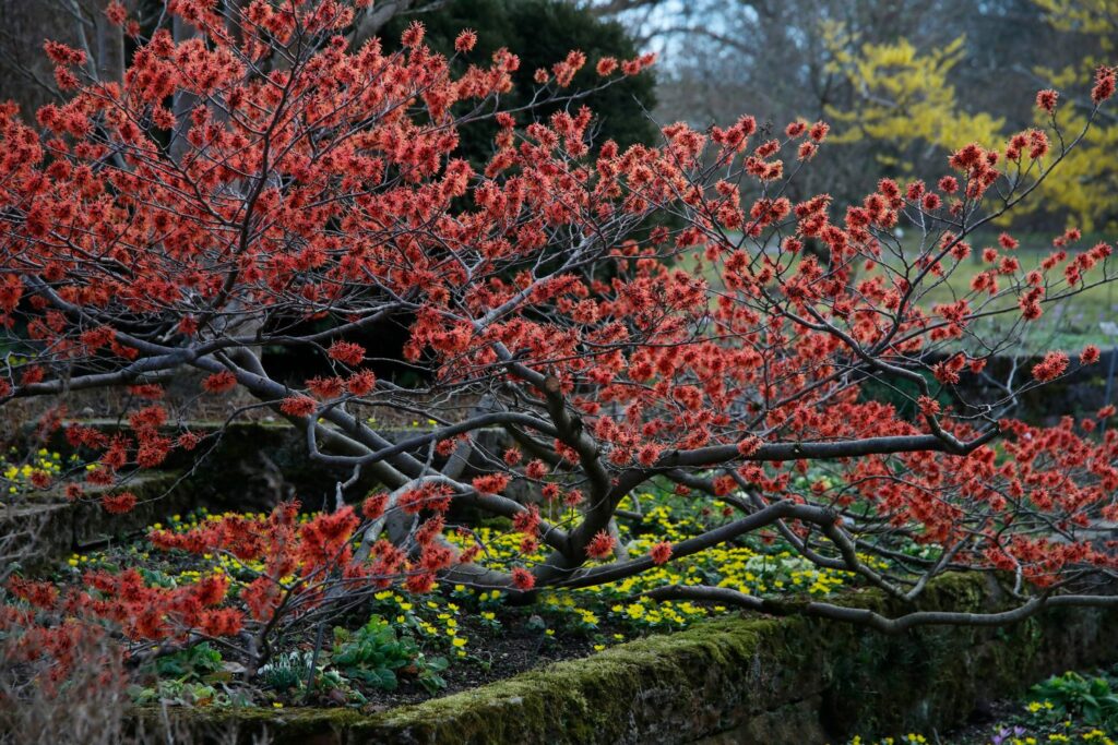red flowering witch hazel tree