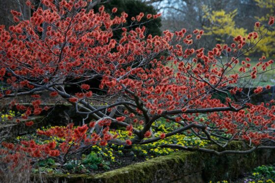 Witch hazel: all about care, location & varieties of the shrub