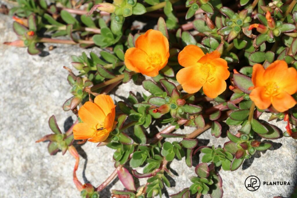 orange flowering moss rose