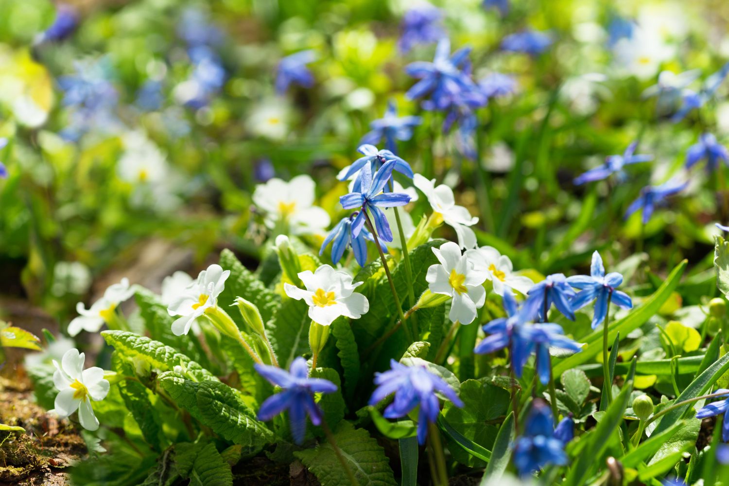 Blue and white primrose flowers