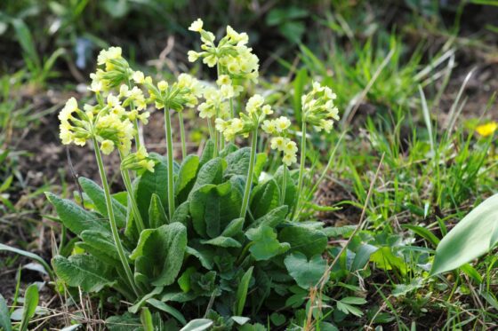 Types of primroses: the most beautiful species at a glance